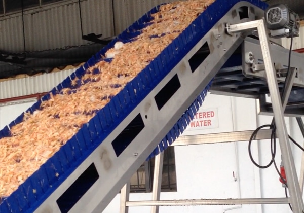 automated shrimp processing